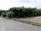 愛知県豊橋市の競売物件 79万円 農地 626m&sup2;