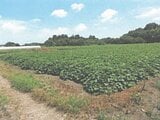 茨城県水戸市の競売物件 137万円 農地 5,711m&sup2;