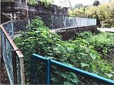 神奈川県足柄下郡湯河原町の競売物件 125万円 農地 568m&sup2;