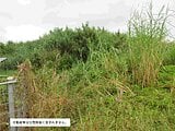 沖縄県うるま市の国税庁公売物件 35万円 土地 193m&sup2;