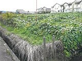 富山県富山市の競売物件 116万円 農地 1,403m&sup2;
