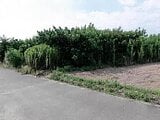 愛知県豊橋市の競売物件 55万円 農地 626m&sup2;