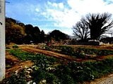 埼玉県桶川市の競売物件 31万円 農地 2,778m&sup2;