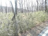 群馬県前橋市の競売物件 10万円 土地 2,399m&sup2;