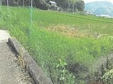 徳島県阿南市の競売物件 82万円 農地 2,444m&sup2;