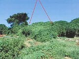 神奈川県伊勢原市の競売物件 12万円 農地 208m&sup2;