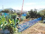 神奈川県伊勢原市の競売物件 28万円 農地 182m&sup2;