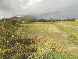 北海道伊達市の競売物件 99万円 農地 5,391m&sup2;