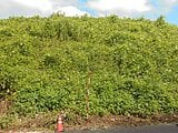 栃木県芳賀郡芳賀町の官公庁公売物件 641万円 土地 10,524m&sup2;