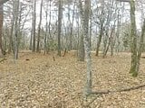 山梨県南都留郡山中湖村の競売物件 621万円 土地 1,355m&sup2;