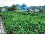 静岡県伊豆の国市の競売物件 1,239万円 農地 617m&sup2;