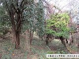 神奈川県秦野市の国税庁公売物件 35万円 農地 1,500m&sup2;