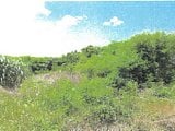 沖縄県宮古島市の競売物件 61万円 土地 1,822m&sup2;