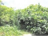 沖縄県宮古島市の競売物件 6万円 土地 225m&sup2;