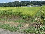 新潟県三条市の国税庁公売物件 8万円 農地 813m&sup2;