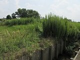 埼玉県幸手市の国税庁公売物件 17万円 農地 1,130m&sup2;