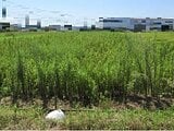 新潟県新潟市南区の国税庁公売物件 18万円 農地 1,006m&sup2;