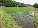 栃木県大田原市の国税庁公売物件 49万円 農地 1,988m&sup2;