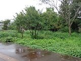 新潟県上越市の国税庁公売物件 127万円 農地 1,039m&sup2;