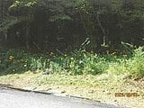 静岡県伊東市の競売物件 175万円 土地 12,357m&sup2;