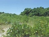山口県宇部市の競売物件 49万円 土地 2,109m&sup2;