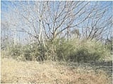 群馬県前橋市の競売物件 17万円 農地 330m&sup2;
