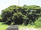 鹿児島県志布志市の競売物件 25万円 土地 3,426m&sup2;