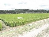栃木県矢板市の競売物件 63万円 農地 3,368m&sup2;