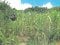 沖縄県中頭郡読谷村の競売物件 60万円 農地 515m&sup2;