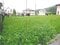 富山県魚津市の競売物件 69万円 土地 222m&sup2;