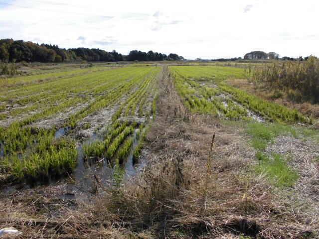 茨城県結城郡八千代町 下妻駅の公売物件¥ 170,000円 農地 1,513m2