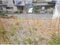 千葉県船橋市 飯山満駅9分 土地 630万円の競売物件 #3