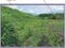 山梨県西八代郡市川三郷町 市川大門駅14分 農地 62万円の競売物件 #9