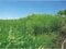沖縄県国頭郡本部町 土地 240万円の競売物件 #6