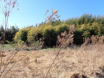 千葉県長生郡長南町 城見ヶ丘駅 農地 46万円の国税庁公売物件 #1