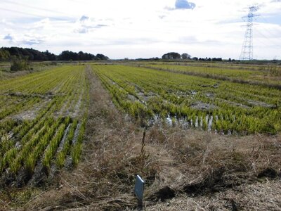 (値下げ) 茨城県結城郡八千代町 下妻駅 農地 8万円の国税庁公売物件 #1