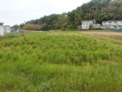 兵庫県神戸市西区 緑が丘駅20分 農地 86万円の国税庁公売物件 #1