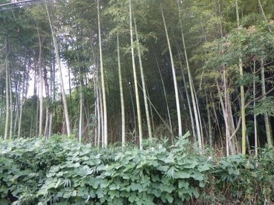 奈良県生駒市 宝山寺駅6分 土地 197万円の国税庁公売物件 #1