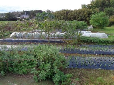 茨城県鉾田市 新鉾田駅29分 農地 33万円の国税庁公売物件 #2