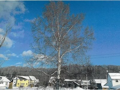 北海道北見市 柏陽駅28分 土地 183万円の競売物件 #3