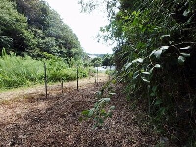 神奈川県逗子市 逗子駅14分 農地 43万円の国有財産物件 #4