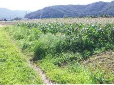 長野県塩尻市 塩尻駅15分 農地 55万円の競売物件 #5