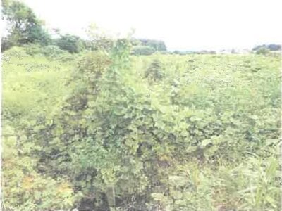 千葉県野田市 柏たなか駅 農地 24万円の競売物件 #3