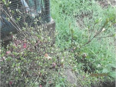 (値下げ) 長野県千曲市 姨捨駅28分 戸建て 506万円の競売物件 #6