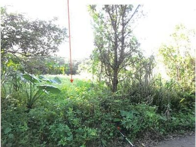 鹿児島県奄美市 農地 107万円の競売物件 #16