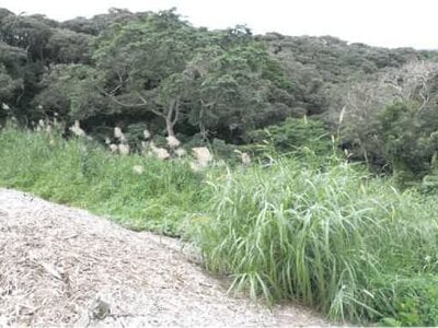 鹿児島県奄美市 農地 107万円の競売物件 #29