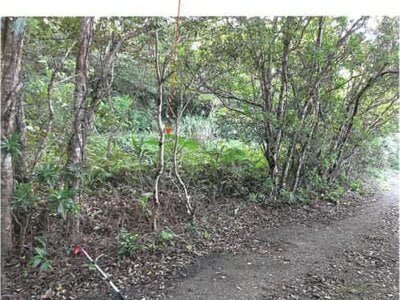 鹿児島県奄美市 農地 107万円の競売物件 #4