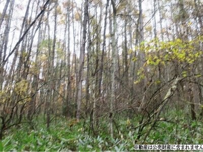 長野県長野市 聖高原駅 土地 31万円の国税庁公売物件 #2