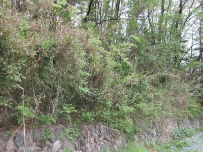 埼玉県秩父市 和銅黒谷駅28分 土地 5万円の国税庁公売物件 #1