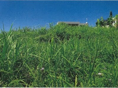 沖縄県国頭郡本部町 土地 228万円の競売物件 #1